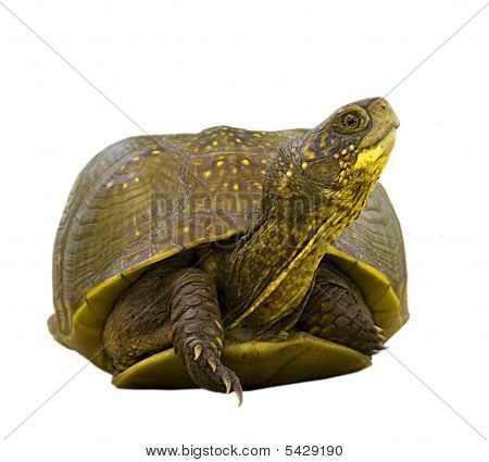 Dosenschildkröte Isolation