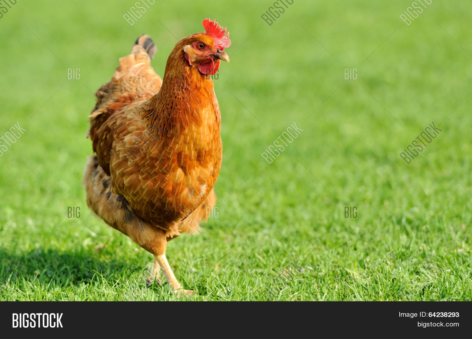 Brown Chicken Image & Photo (Free Trial) Bigstock