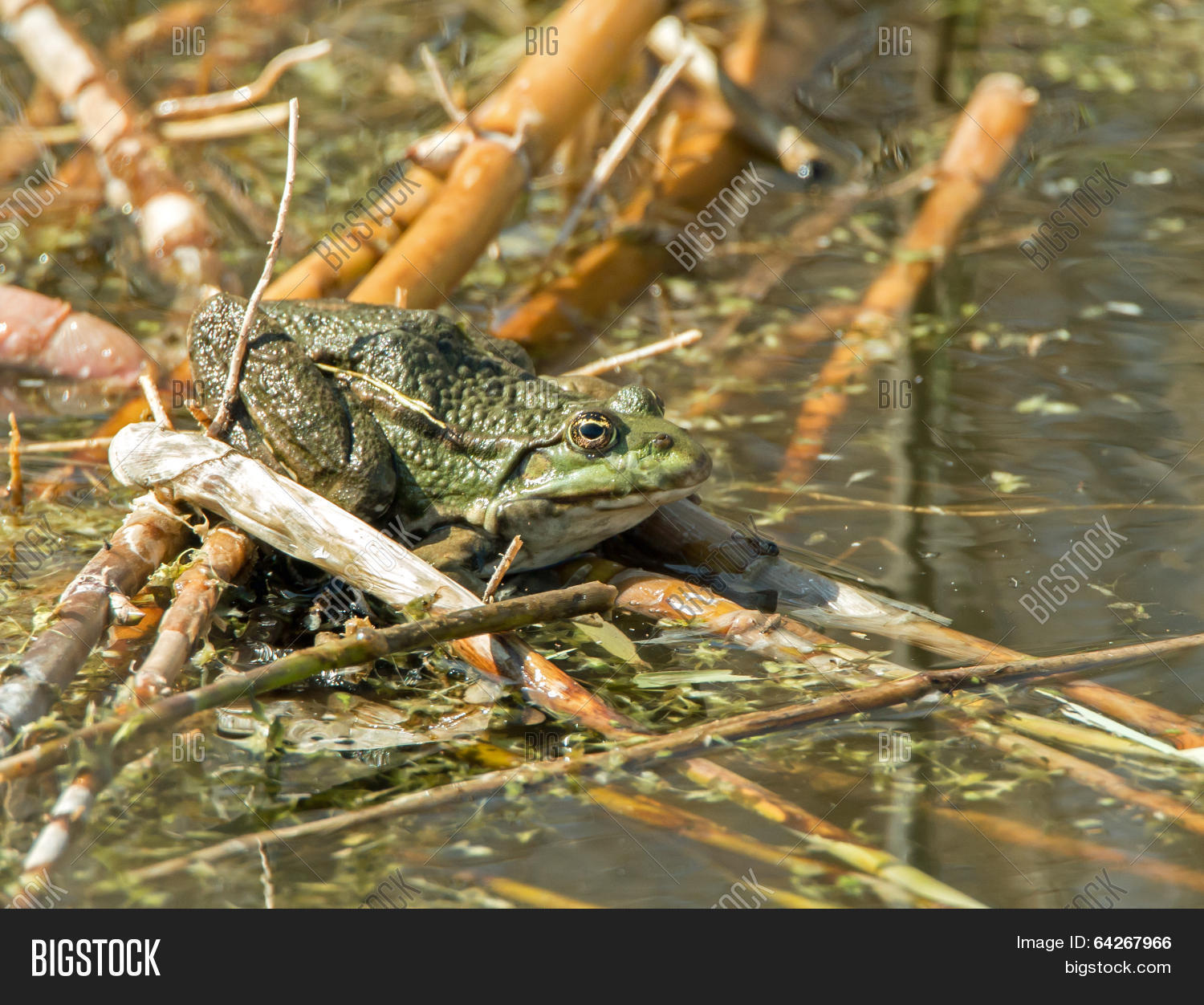 Лягушка в пруду. Жаба в болоте. Камыш пруд лягушка. Лягушка на болоте. Жаба в камышах.