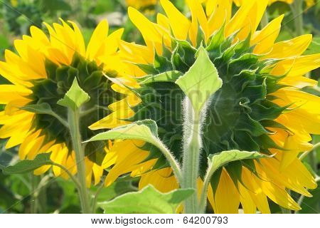 Two sunflowers backlit