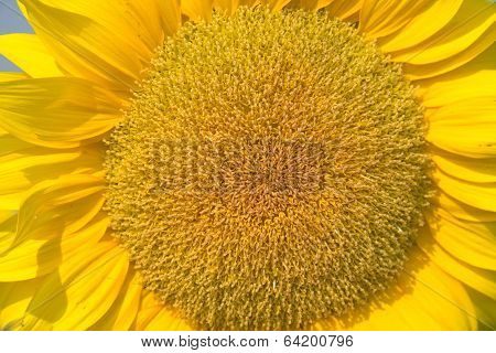 Flower of sunflower close up