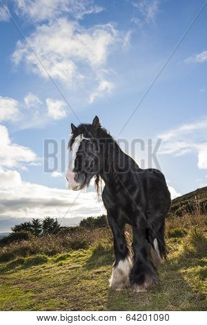Black Horse On The Mountain