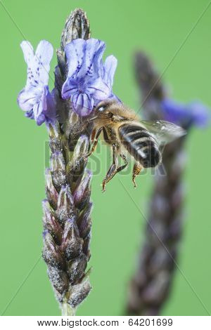 Flying Bee