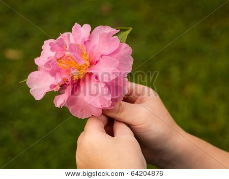 Pink Camellia