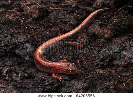 Salamander