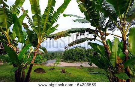 Ecuador As It Is: The Amazonia And Bananas