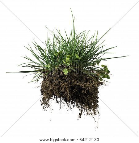 Turf Grass And Earth