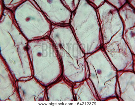 Onion Epidermus Micrograph