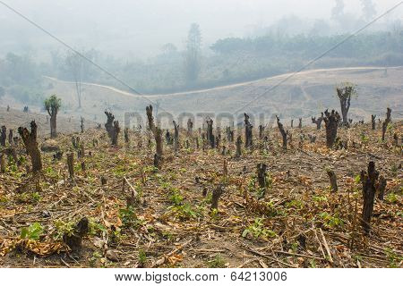Cut And Burned To Plant Crops, Thailand
