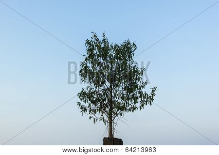 Tree With Sky