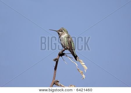 Annas Hummingbird (calypte Anna)