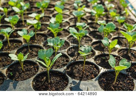 Young Seedlings  In Tray.