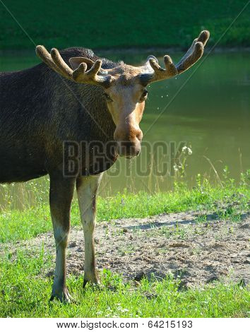 Moose