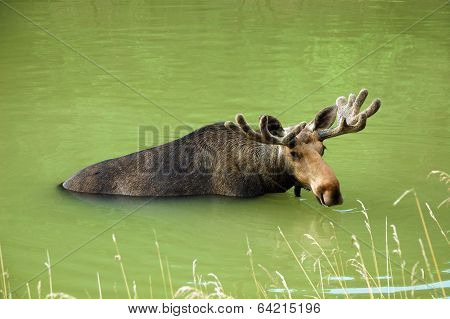 Moose