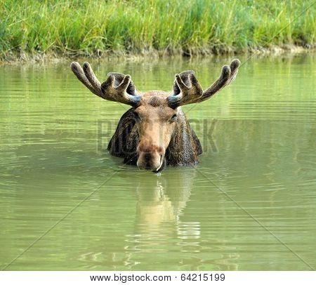 Moose