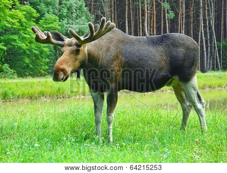 Moose