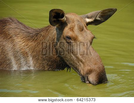 Moose