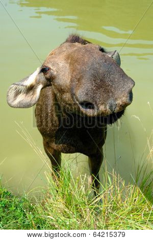 Moose