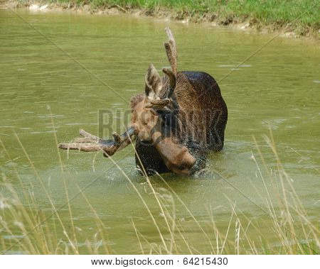 Moose