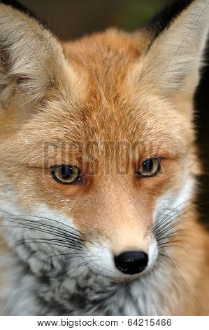 Red fox
