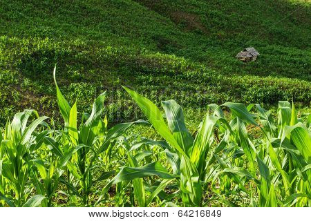 Corn Field