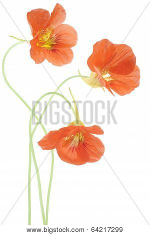 Nasturtium
