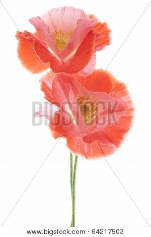 Poppy