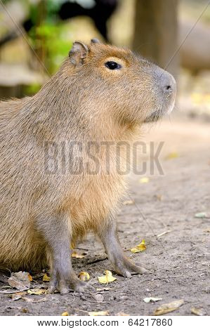 Closeup Of A Young Capybara