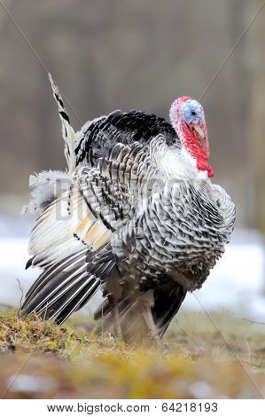 Turkey-cock