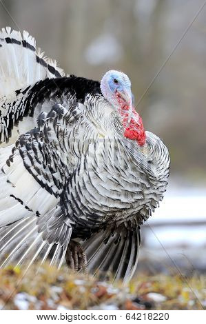 Turkey-cock