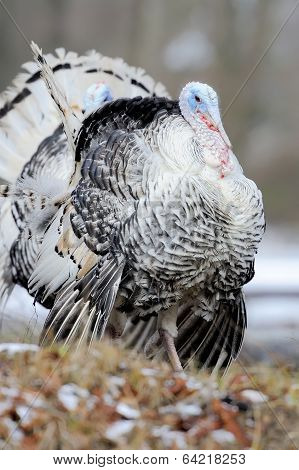 Turkey-cock
