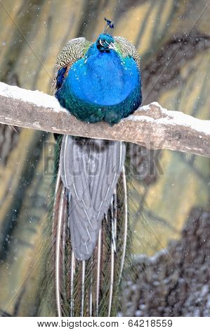 Peacock