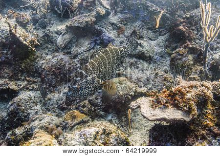 Goliath Grouper