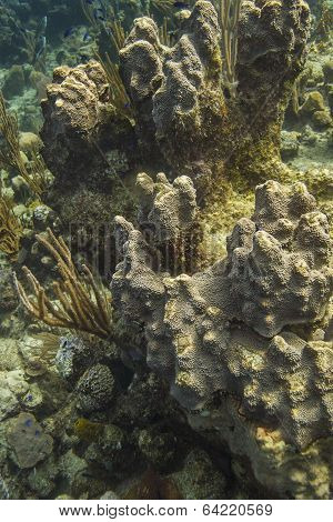 Coral Encrusting Sponge