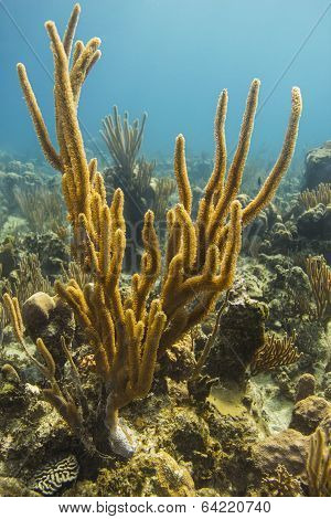 Yellow Rope Sponge
