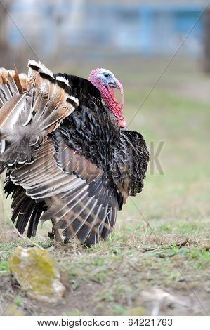 Turkey Cock