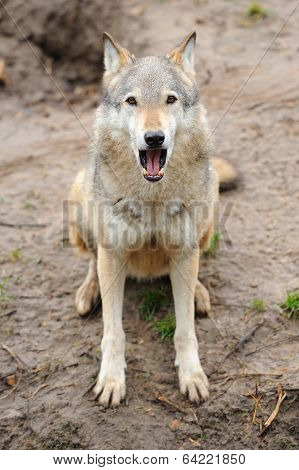 Timber Wolf (canis Lupus)