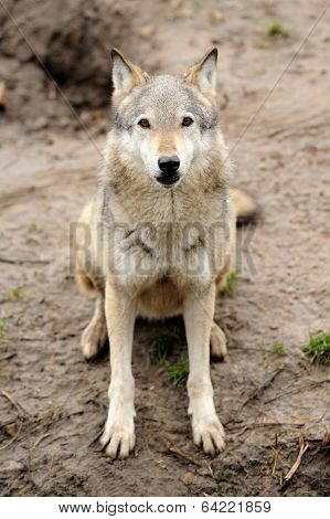 Timber Wolf (canis Lupus)