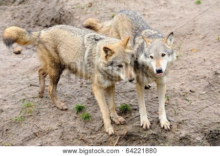 Timber Wolf (canis Lupus)