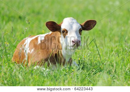 Calf