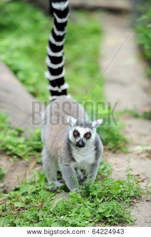Young Ring-tailed Lemur