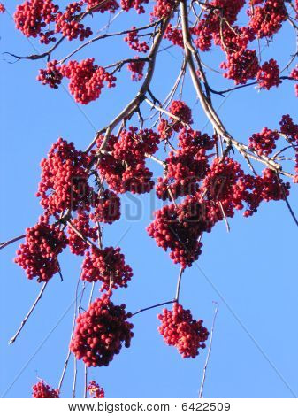 Ashberry