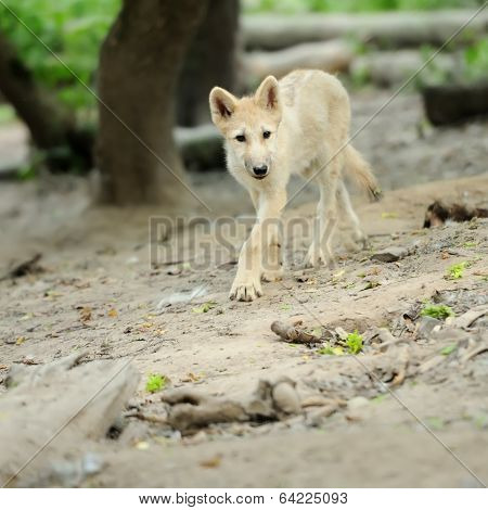 Arctic Wolf Pup