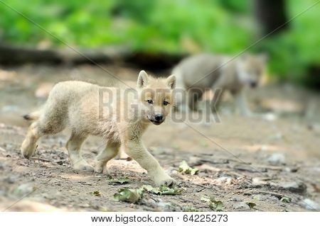 Wolf Pup