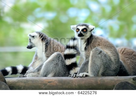 Young Ring-tailed Lemur