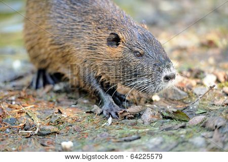 The Muskrat (ondatra Zibethicus)