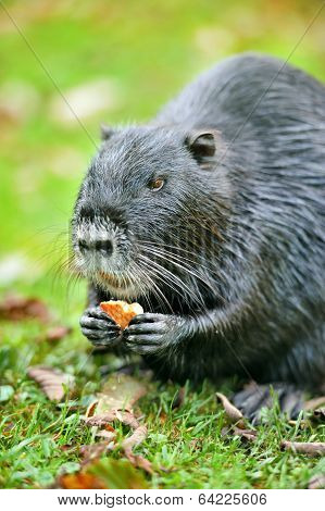 The Muskrat (ondatra Zibethicus)