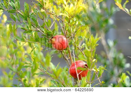Ripening on the branch
