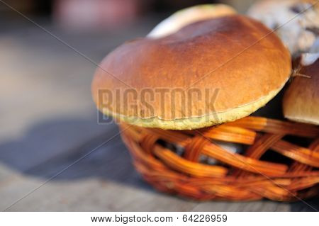 The Boletus