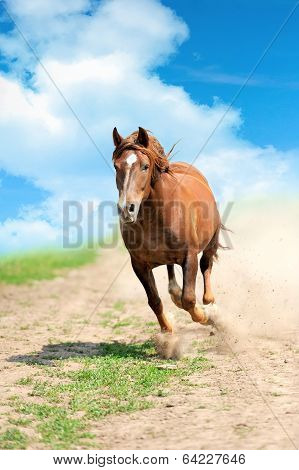 Horse